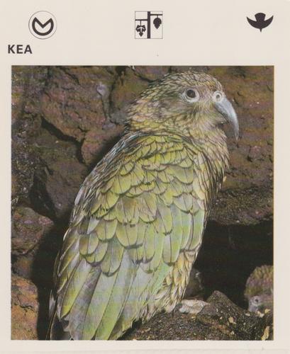 1975-80 Leisure Books Wildlife Treasury #6176-21 Kea Front