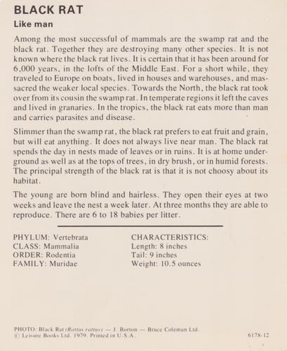 1975-80 Leisure Books Wildlife Treasury #6178-12 Black Rat Back