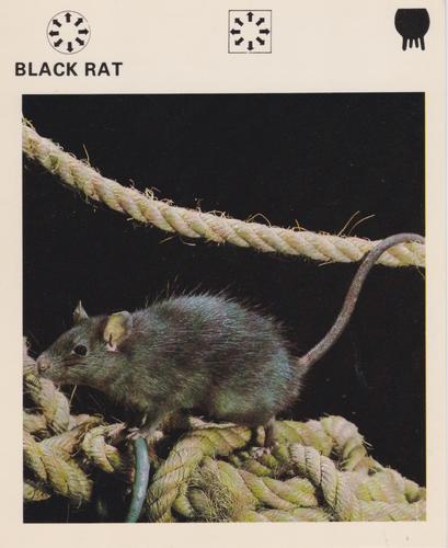 1975-80 Leisure Books Wildlife Treasury #6178-12 Black Rat Front
