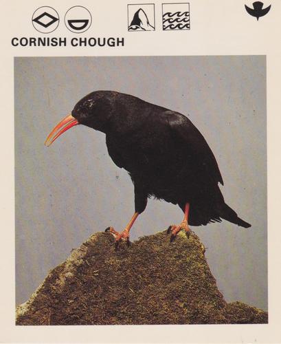 1975-80 Leisure Books Wildlife Treasury #6179-03 Cornish Chough Front