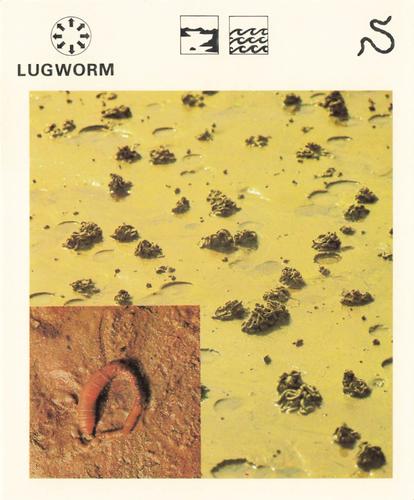 1975-80 Leisure Books Wildlife Treasury #6179-04 Lugworm Front