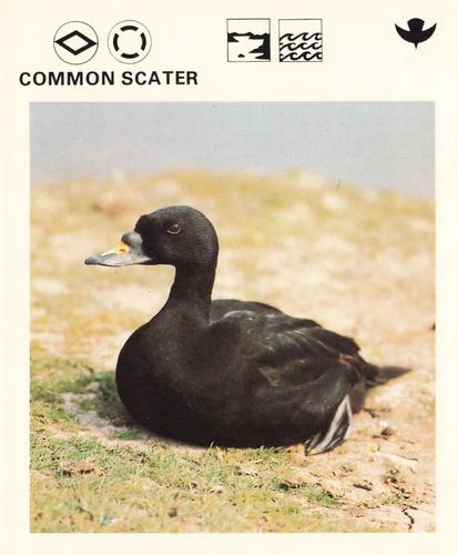 1975-80 Leisure Books Wildlife Treasury #6179-11 Common Scater Front