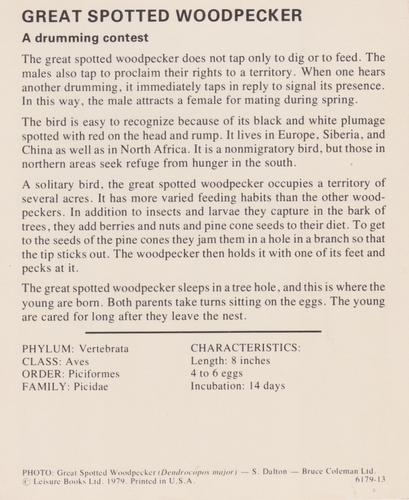 1975-80 Leisure Books Wildlife Treasury #6179-13 Great Spotted Woodpecker Back
