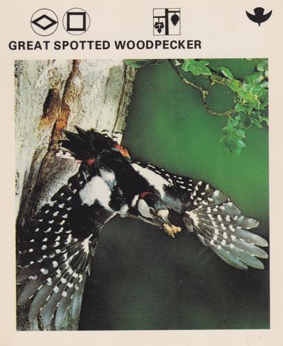 1975-80 Leisure Books Wildlife Treasury #6179-13 Great Spotted Woodpecker Front
