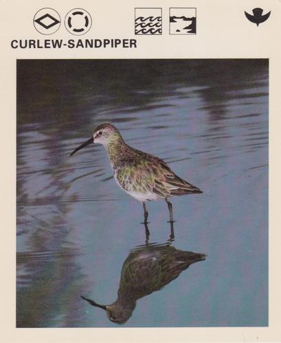 1975-80 Leisure Books Wildlife Treasury #6179-18 Curlew-Sandpiper Front