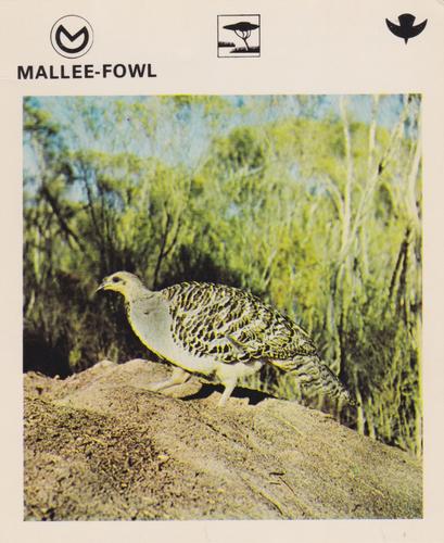 1975-80 Leisure Books Wildlife Treasury #6179-23 Mallee-Fowl Front