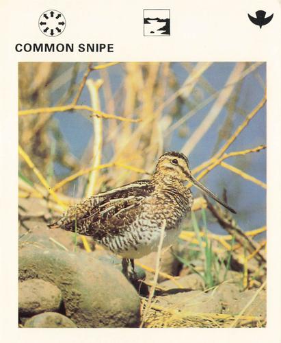 1975-80 Leisure Books Wildlife Treasury #6180-04 Common Snipe Front