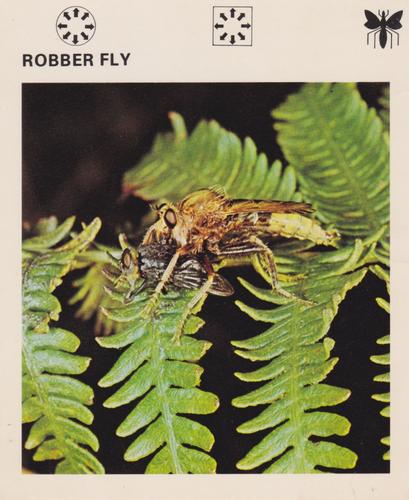 1975-80 Leisure Books Wildlife Treasury #6180-05 Robber Fly Front