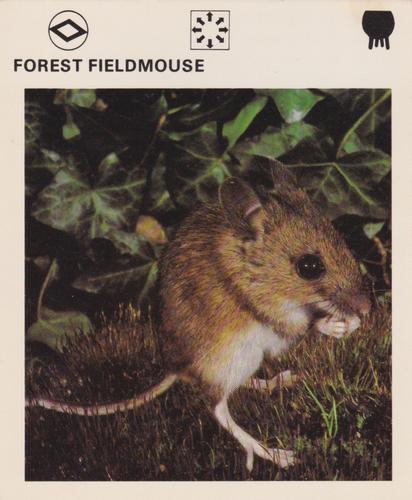 1975-80 Leisure Books Wildlife Treasury #6180-22 Forest Fieldmouse Front
