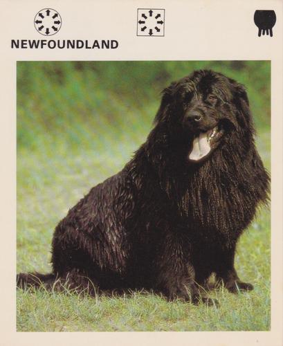 1975-80 Leisure Books Wildlife Treasury #6180-24 Newfoundland Front