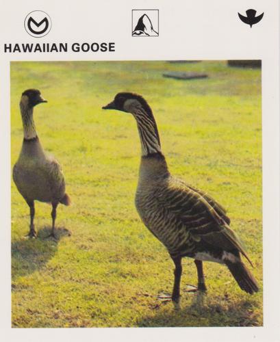 1975-80 Leisure Books Wildlife Treasury #6182-08 Hawaiian Goose Front