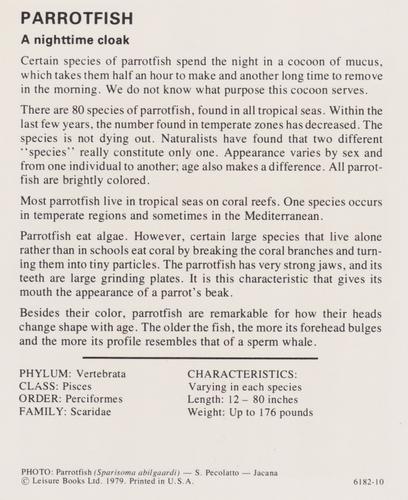 1975-80 Leisure Books Wildlife Treasury #6182-10 Parrotfish Back