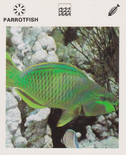 1975-80 Leisure Books Wildlife Treasury #6182-10 Parrotfish Front