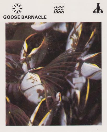 1975-80 Leisure Books Wildlife Treasury #6182-12 Goose Barnacle Front