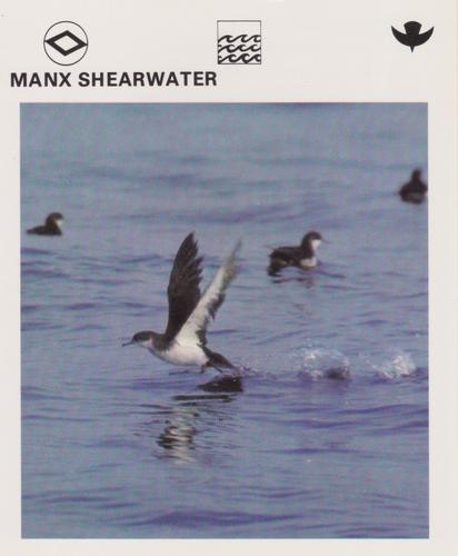 1975-80 Leisure Books Wildlife Treasury #6182-19 Manx Shearwater Front