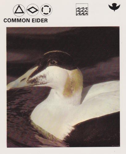 1975-80 Leisure Books Wildlife Treasury #6182-24 Common Eider Front
