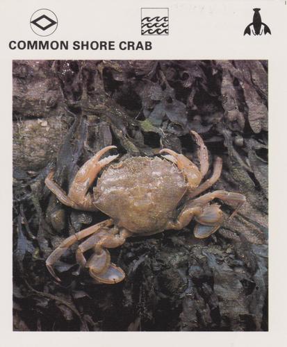 1975-80 Leisure Books Wildlife Treasury #6183-01 Common Shore Crab Front