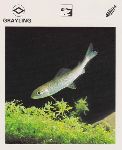 1975-80 Leisure Books Wildlife Treasury #6183-02 Grayling Front