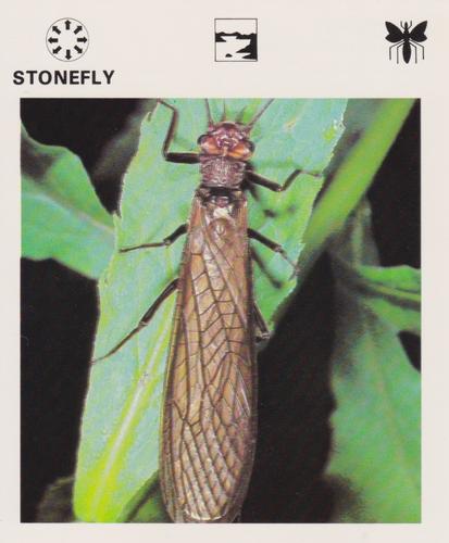 1975-80 Leisure Books Wildlife Treasury #6183-09 Stonefly Front