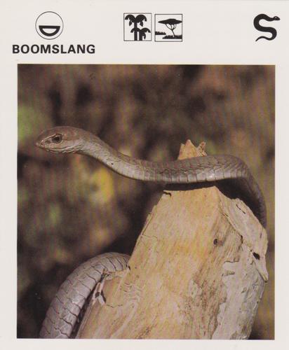 1975-80 Leisure Books Wildlife Treasury #6183-13 Boomslang Front