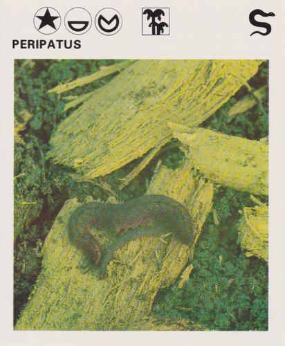 1975-80 Leisure Books Wildlife Treasury #6183-17 Peripatus Front