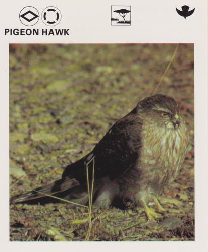 1975-80 Leisure Books Wildlife Treasury #6184-19 Pigeon Hawk Front