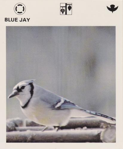 1975-80 Leisure Books Wildlife Treasury #7103-11 Blue Jay Front