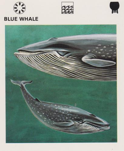 1975-80 Leisure Books Wildlife Treasury #7103-12 Blue Whale Front