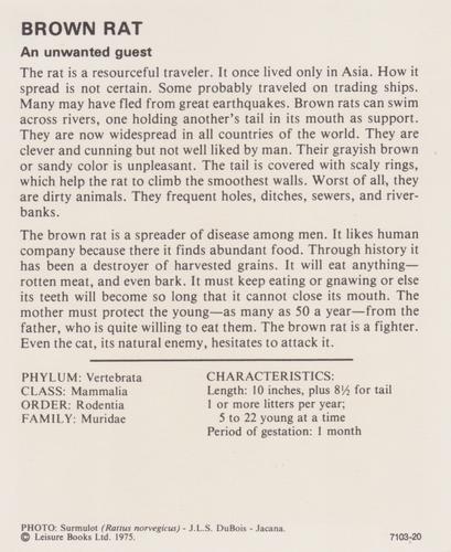 1975-80 Leisure Books Wildlife Treasury #7103-20 Brown Rat Back