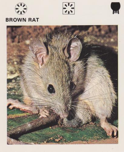 1975-80 Leisure Books Wildlife Treasury #7103-20 Brown Rat Front