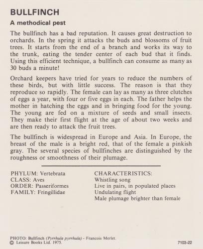 1975-80 Leisure Books Wildlife Treasury #7103-22 Bullfinch Back