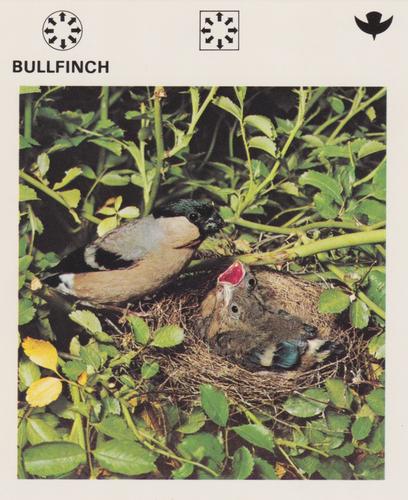 1975-80 Leisure Books Wildlife Treasury #7103-22 Bullfinch Front