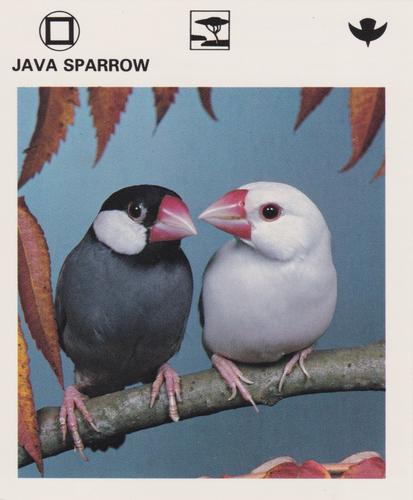 1975-80 Leisure Books Wildlife Treasury #7181-01 Java Sparrow Front