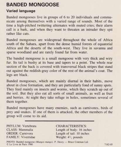 1975-80 Leisure Books Wildlife Treasury #7182-05 Banded Mongoose Back