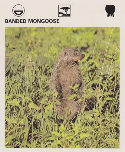 1975-80 Leisure Books Wildlife Treasury #7182-05 Banded Mongoose Front