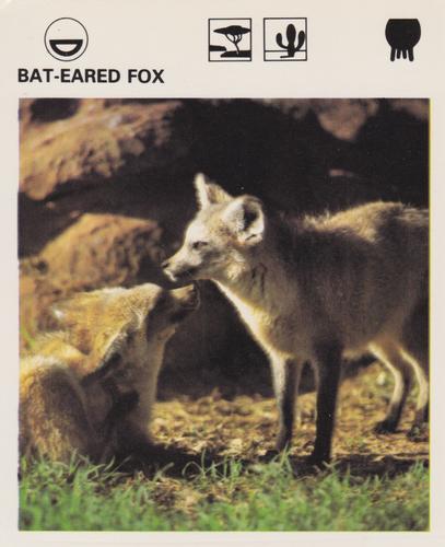 1975-80 Leisure Books Wildlife Treasury #7300-11 Bat-Eared Fox Front