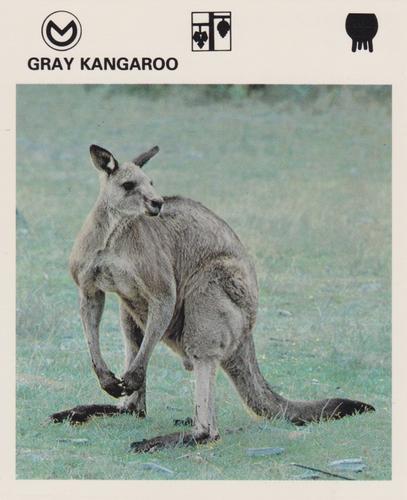 1975-80 Leisure Books Wildlife Treasury #7302-23 Gray Kangaroo Front