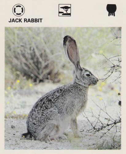 1975-80 Leisure Books Wildlife Treasury #7302-24 Jack Rabbit Front