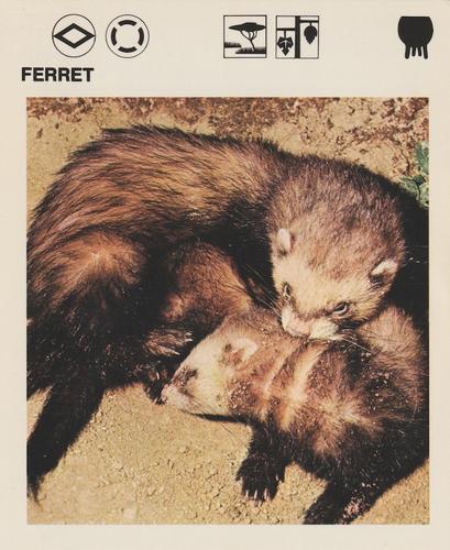 1975-80 Leisure Books Wildlife Treasury #6112-05 Ferret Front