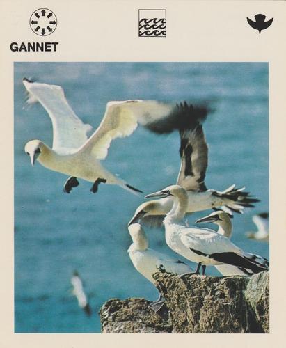 1975-80 Leisure Books Wildlife Treasury #6112-09 Gannet Front