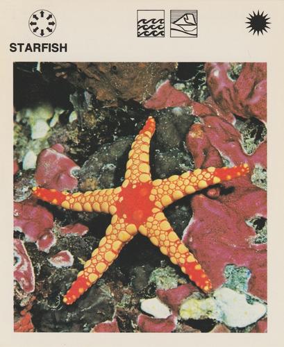 1975-80 Leisure Books Wildlife Treasury #6112-19 Starfish Front