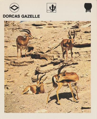 1975-80 Leisure Books Wildlife Treasury #6113-01 Dorcas Gazelle Front