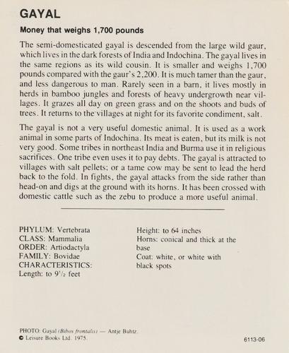 1975-80 Leisure Books Wildlife Treasury #6113-06 Gayal Back