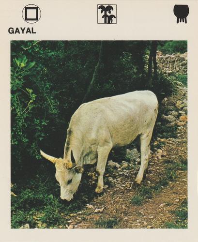 1975-80 Leisure Books Wildlife Treasury #6113-06 Gayal Front