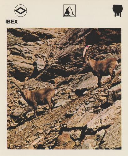 1975-80 Leisure Books Wildlife Treasury #6114-15 Ibex Front