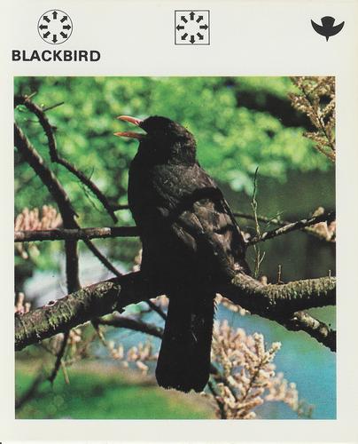 1975-80 Leisure Books Wildlife Treasury #6120-01 Blackbird Front