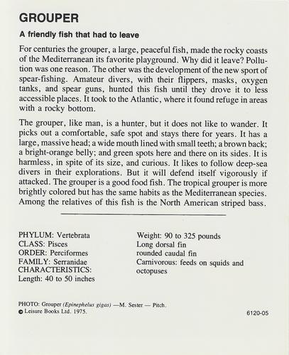 1975-80 Leisure Books Wildlife Treasury #6120-05 Grouper Back