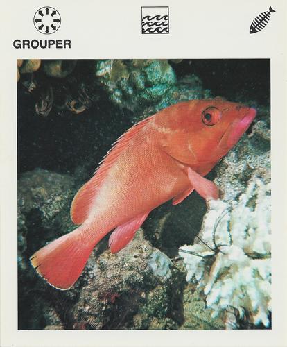 1975-80 Leisure Books Wildlife Treasury #6120-05 Grouper Front