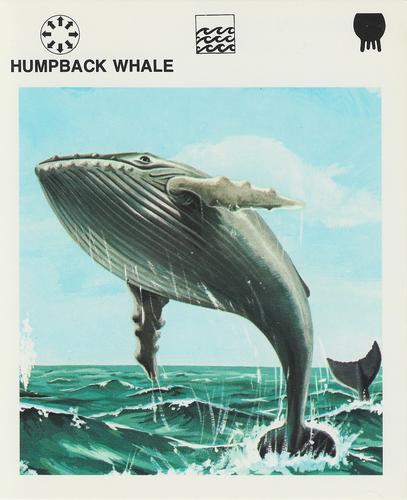 1975-80 Leisure Books Wildlife Treasury #6120-06 Humpback Whale Front