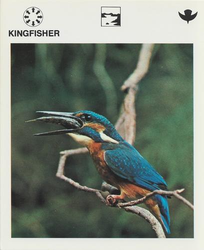 1975-80 Leisure Books Wildlife Treasury #6120-07 Kingfisher Front